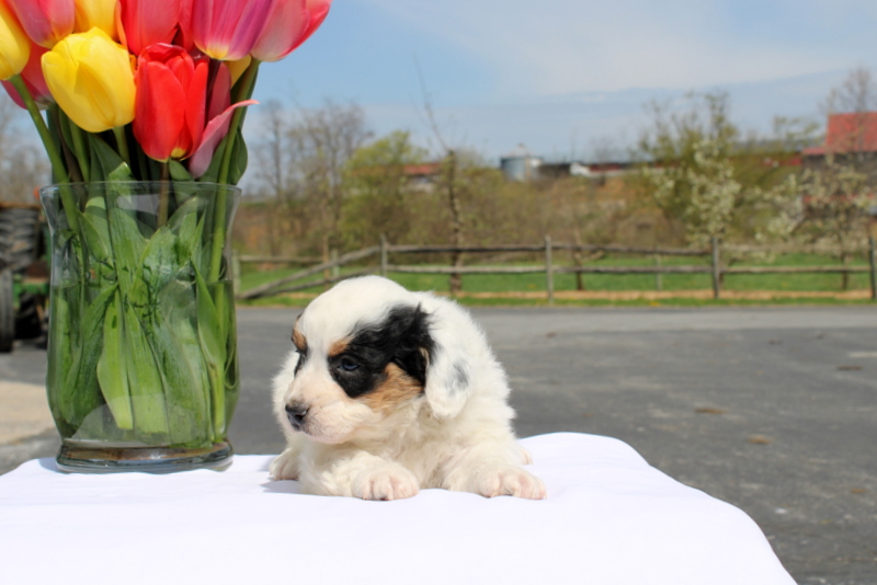 puppy, for, sale, Mini Bernedoodle F2, Matthew B. Stoltzfus, dog, breeder, Gap, PA, dog-breeder, puppy-for-sale, forsale, nearby, find, puppyfind, locator, puppylocator, aca